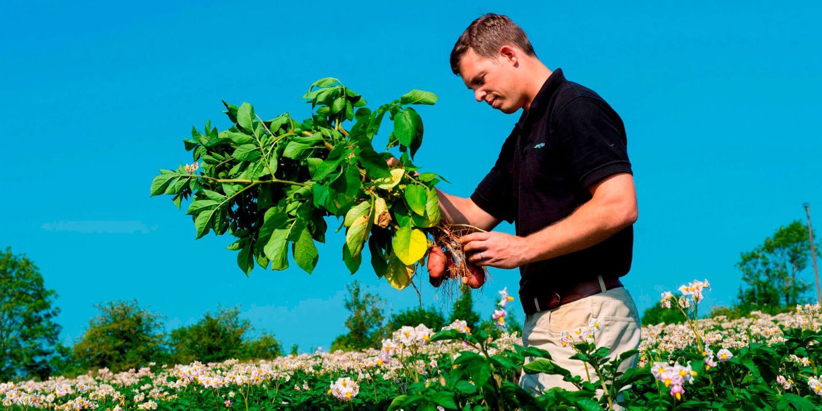 Branston potatoes standards